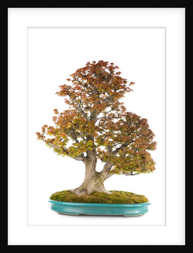 bonsai by Anonymous