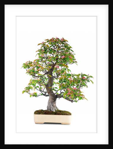 bonsai by Anonymous