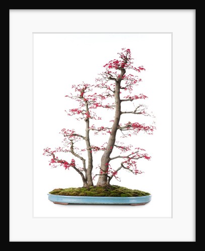 bonsai by Anonymous
