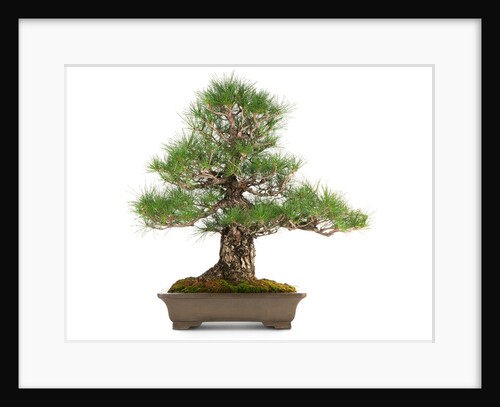 bonsai by Anonymous