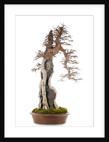 bonsai by Anonymous