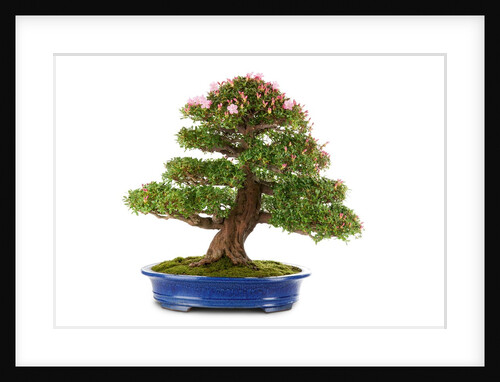 bonsai by Anonymous