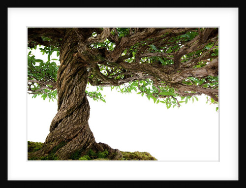 bonsai by Anonymous