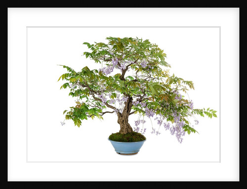 bonsai by Anonymous