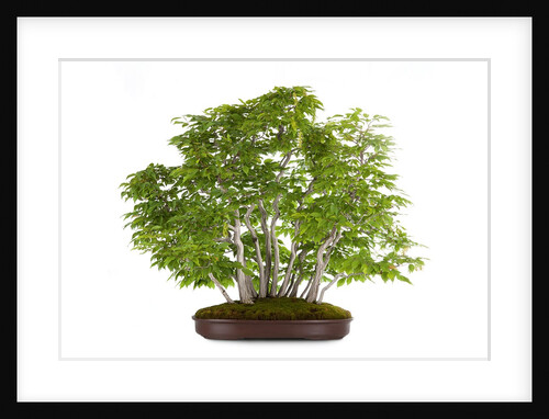 bonsai by Anonymous