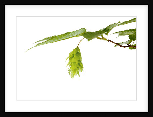 Japanese hornbeam leaves and hop by Anonymous