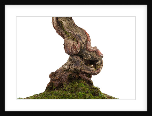 bonsai by Anonymous