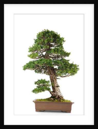 bonsai by Anonymous
