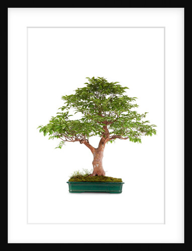 bonsai by Anonymous