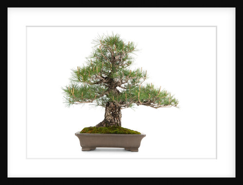 bonsai by Anonymous