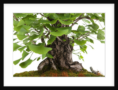 bonsai by Anonymous