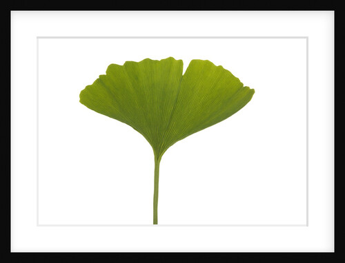 Ginko leaf by Anonymous