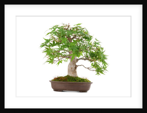 bonsai by Anonymous