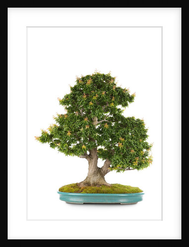 bonsai by Anonymous