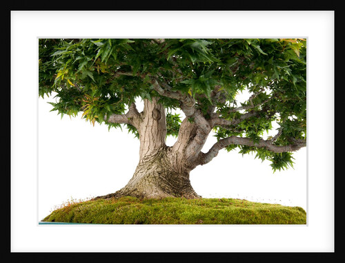 bonsai by Anonymous