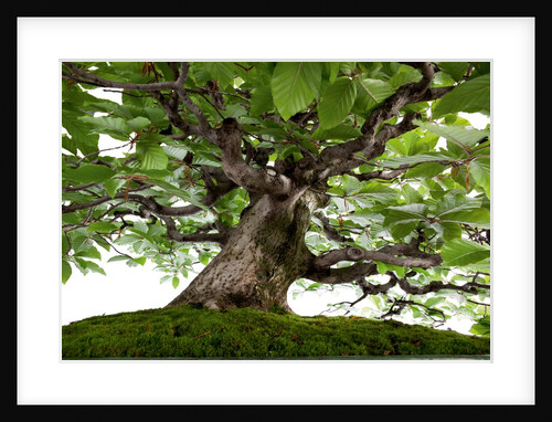 bonsai by Anonymous