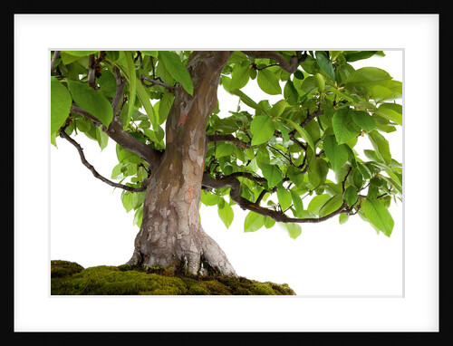bonsai by Anonymous