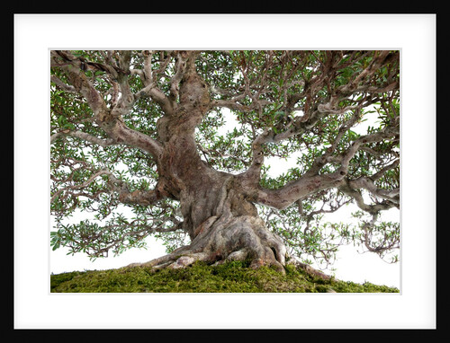 bonsai by Anonymous