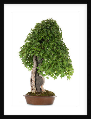 bonsai by Anonymous