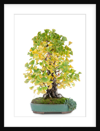 bonsai by Anonymous