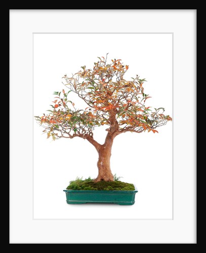 bonsai by Anonymous