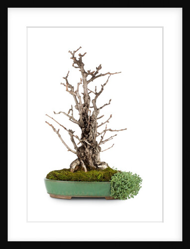 bonsai by Anonymous