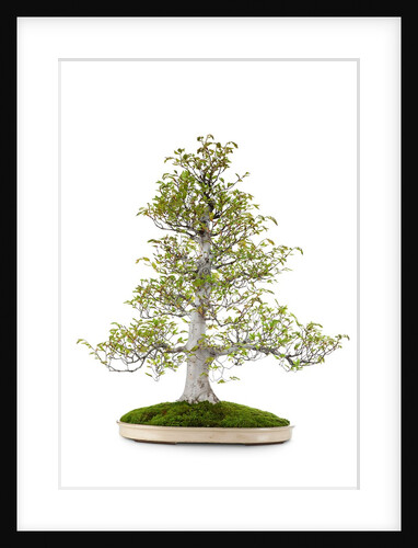 bonsai by Anonymous