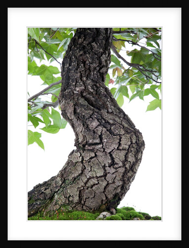 bonsai by Anonymous