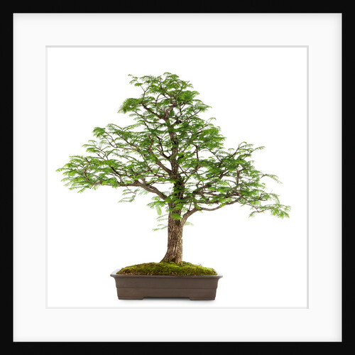 bonsai by Anonymous