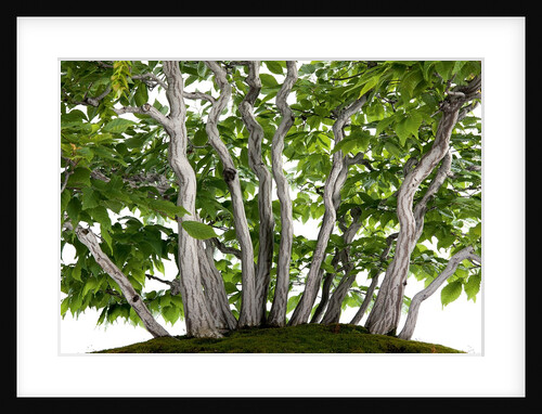 bonsai by Anonymous