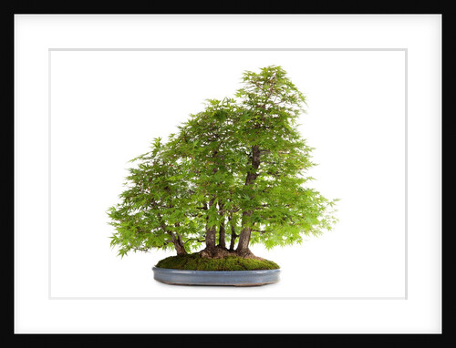 bonsai by Anonymous