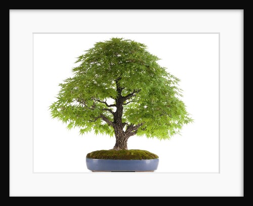 bonsai by Anonymous