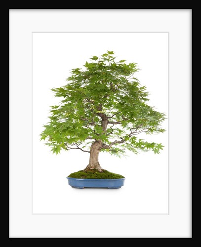 bonsai by Anonymous
