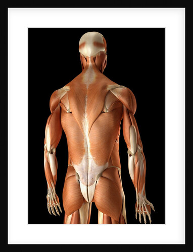 Rear-view of the muscles of the upper body by Anonymous