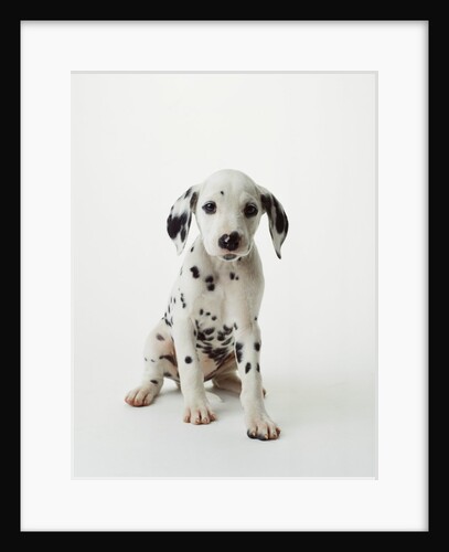 Dalmatian Puppy by Anonymous