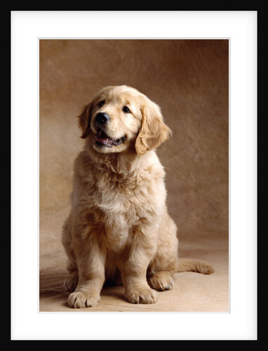 Golden Retriever Puppy by Anonymous