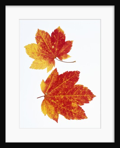 Maple Leaves in Autumn Color by Anonymous