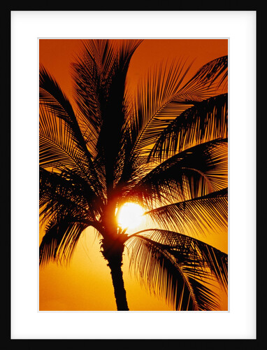 Palm Tree and Sunset by Anonymous