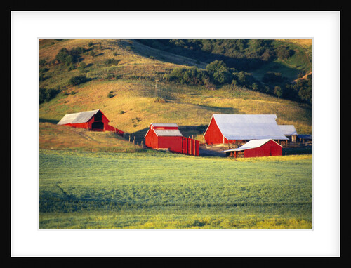 Fields Surrounding Red Barns by Anonymous