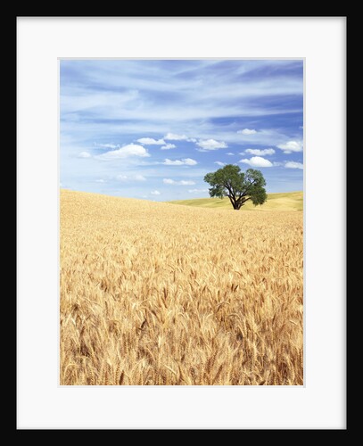 Sprawling Wheat Fields by Anonymous