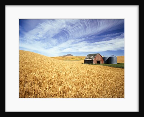 Wheat Field Surrounding Barn by Anonymous