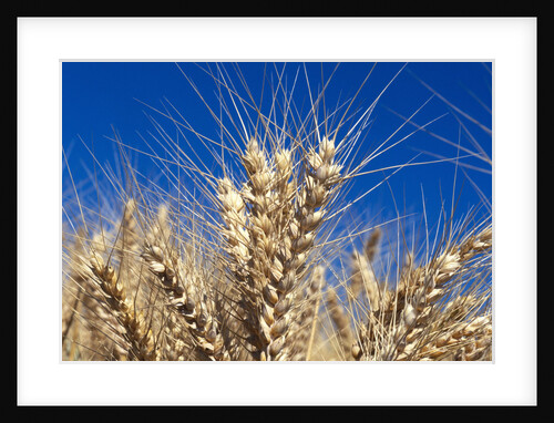 Wheat Crop Growing in Field by Anonymous