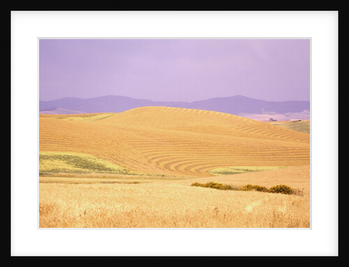 Rolling Wheat Fields by Anonymous