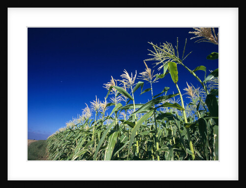 Row of Corn Growing in Field by Anonymous