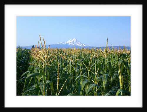 Corn Growing Near Mt. Hood by Anonymous