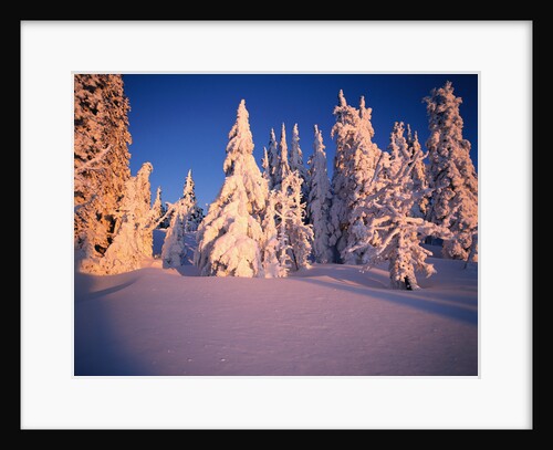 Snow Covering Evergreens by Anonymous