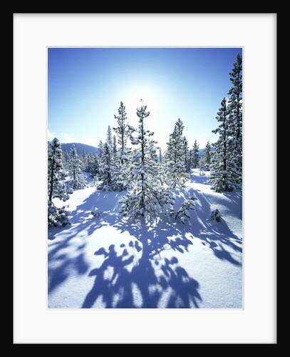 Sun Shining on Snow-Covered Trees by Anonymous