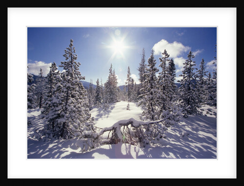 Sun Shining on Snow-Covered Trees by Anonymous