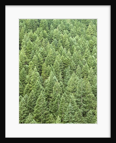 Fir Trees Blanketing Mountain by Anonymous