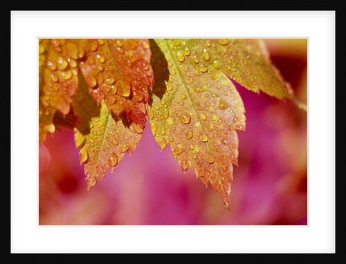 Dew Drops Covering Autumn Leaves by Anonymous